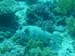 giant puffer.jpg
